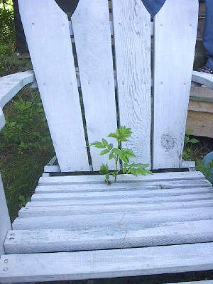 chairandrose.jpg