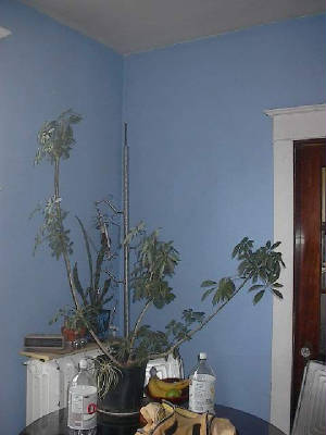 im002088.jpg