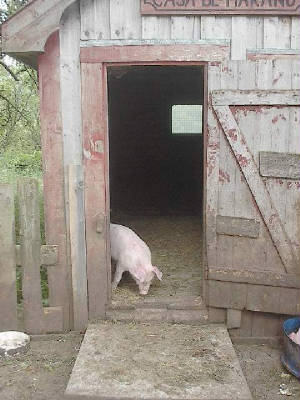pigs12.jpg