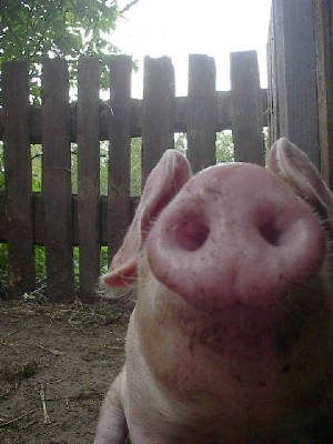 pigs14.jpg