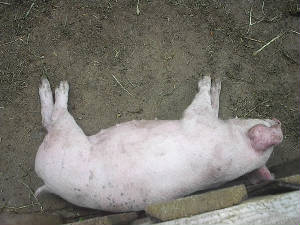 pigs15.jpg