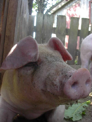 pigs3.jpg