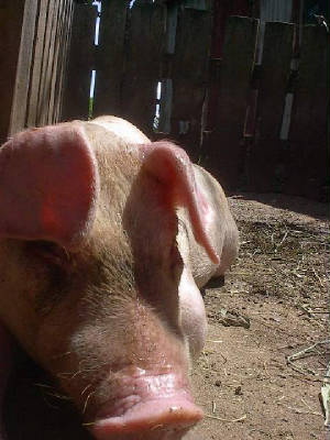 pigs4.jpg