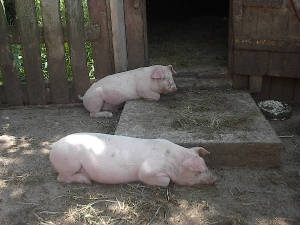 pigs5.jpg