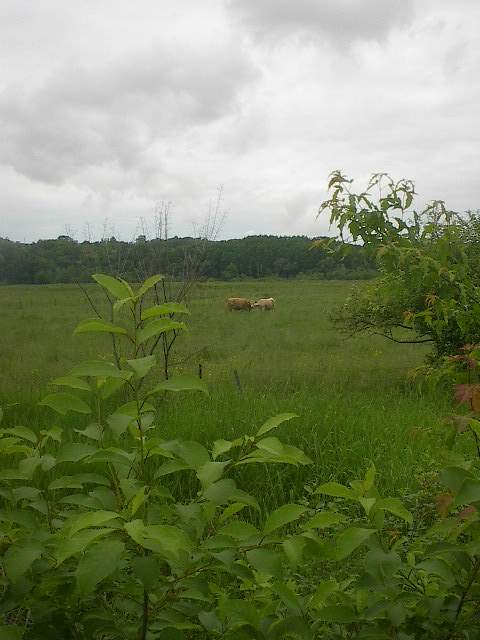 im002099.jpg