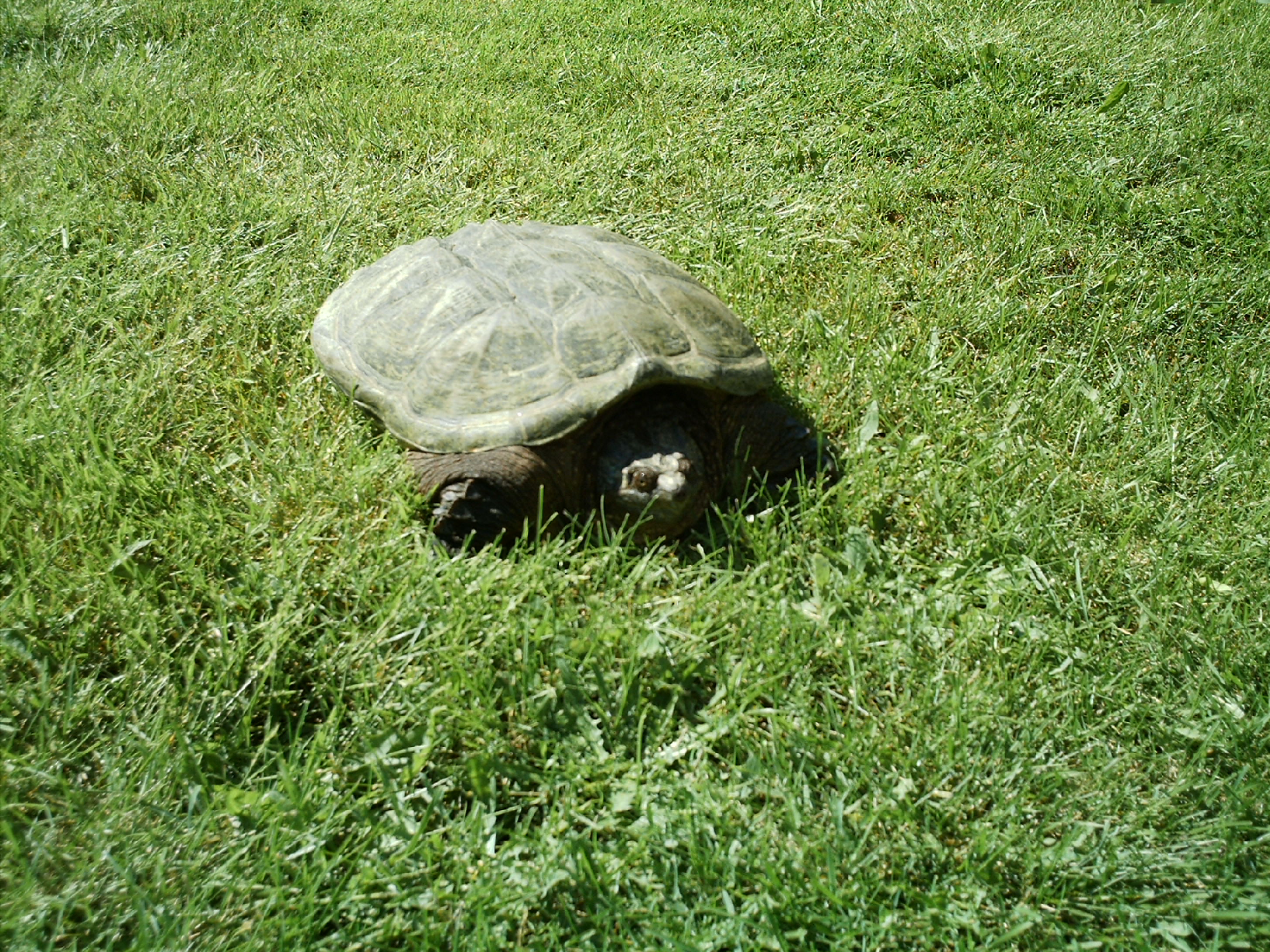 turtle.jpg